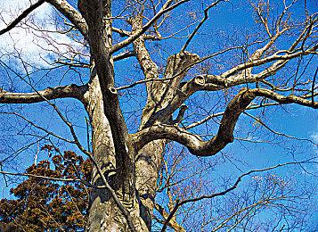 《暗黑破坏神：不朽》咒毒之境情报 地图规模大超丰富