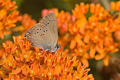 《王权：星途》4月17日登陆Steam＆NS 支持中文